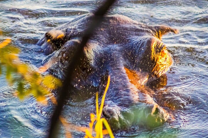 Chobe Day Trip from Livingstone: Boat Cruise & Game Drive to See Africa’s Largest Elephant Herds photo 6