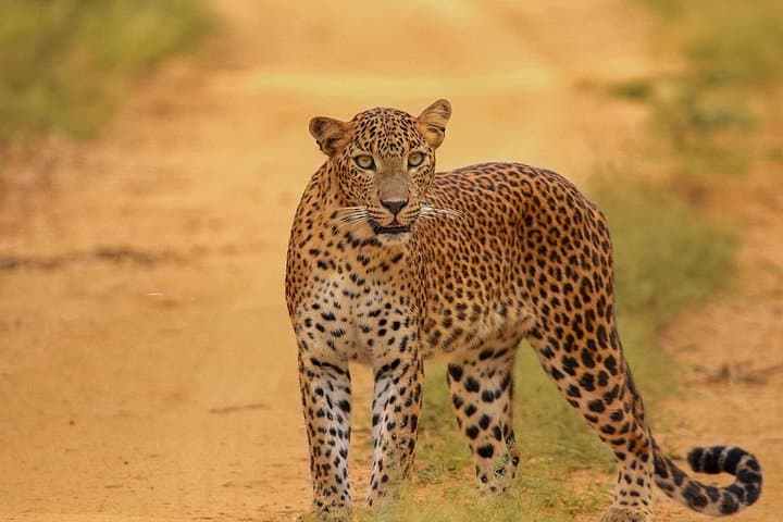 Kumana National Park Full-Day Jeep Safari from Arugam Bay photo 1