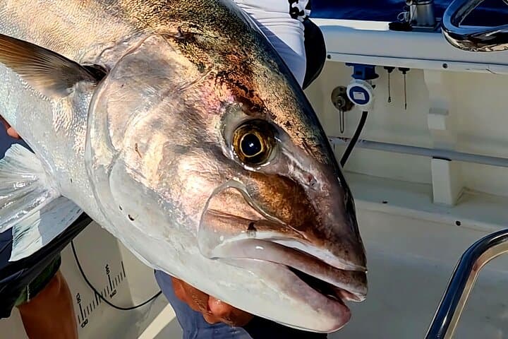 Private Sport-Fishing Day in Saint-Laurent-du-Var — Full-Day Côte d'Azur Charter photo 6