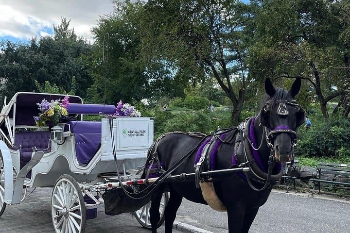Central Park Horse and Carriage Tour — Private 40–45 Minute Guided Ride photo 4