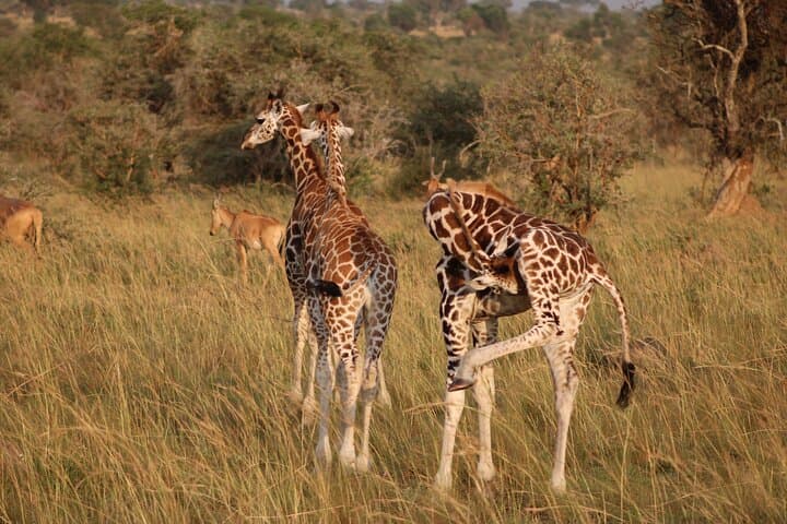 4-Day Private Safari: Multiday Masai Mara Expedition photo 5