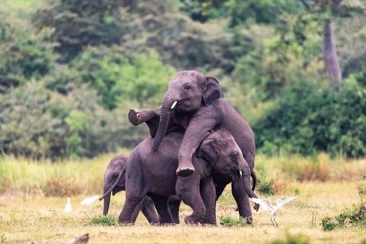 Minneriya Safari from Sigiriya: See Asia’s Largest Wild Elephant Gathering photo 2