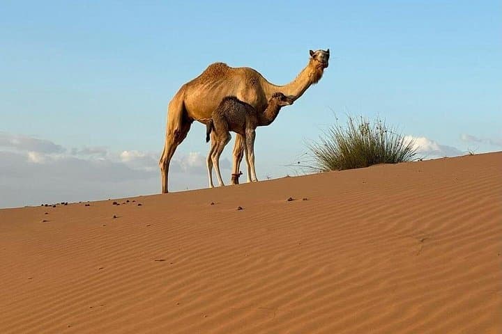Wadi Bani Khalid & Wahiba Sands: One-Day Desert and Wadi Adventure from Muscat photo 3