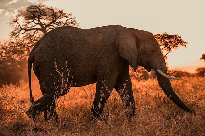 3-Day Private Serengeti & Ngorongoro Safari from Arusha (Mid-Range) photo 3
