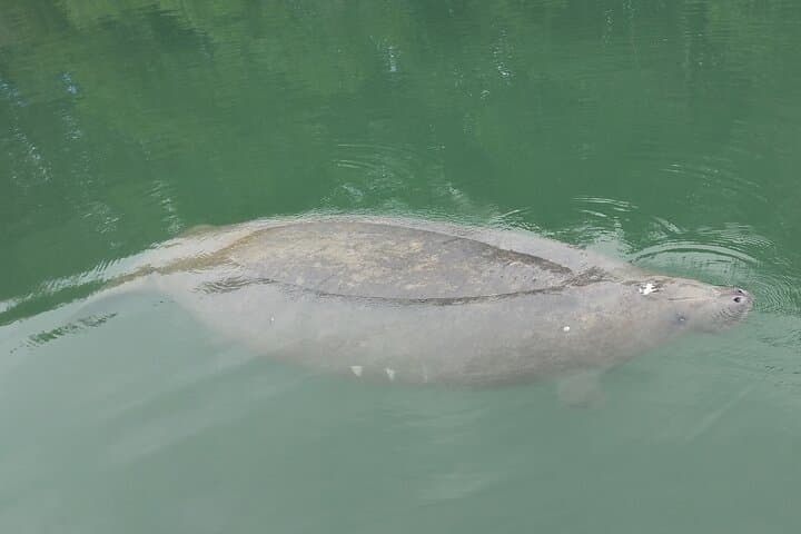 Paddle Lamar Lake: Miami Kayak & Paddleboard Rentals on Virginia Key photo 5