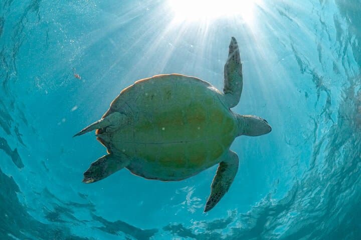 Half-Day Akumal Sea Turtle Snorkel: Guided Encounter & Beach Time photo 3