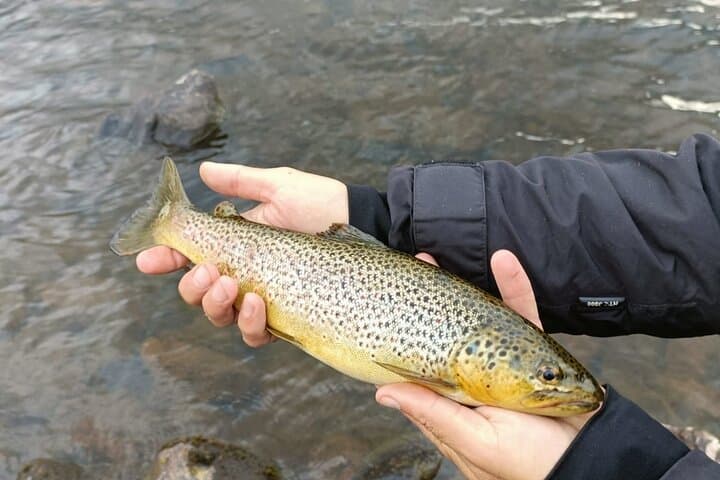 Fishing Levi: Summer Guided Angling Adventure in Lapland photo 6
