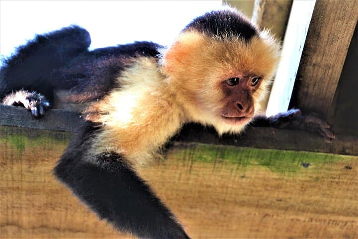 Roatan Horseback and ATV Adventure with Sloth & Monkey Park: Beaches, Jungle Trails, and Wildlife photo 6