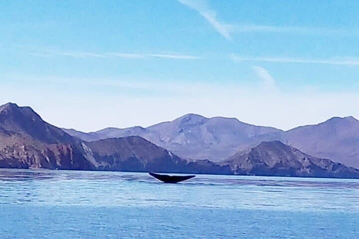 Blue Whale Watching in Loreto Bay Marine Park — Guided Whale Safari