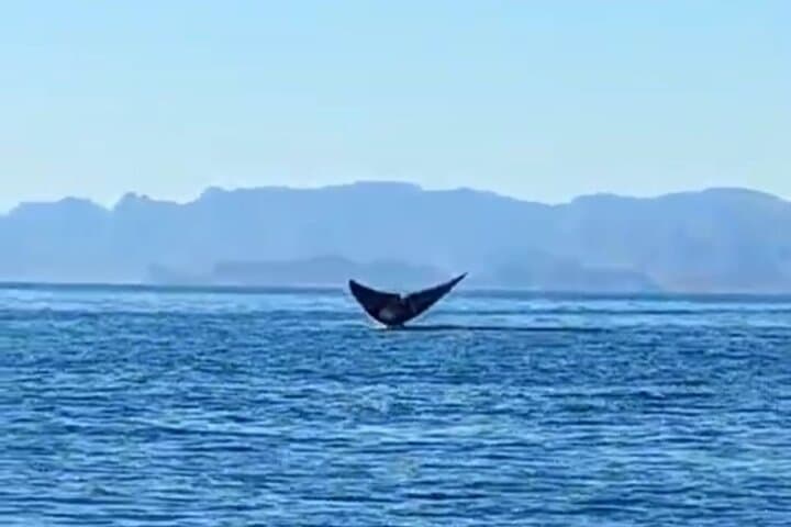 Blue Whale Watching in Loreto Bay Marine Park — Guided Whale Safari photo 2