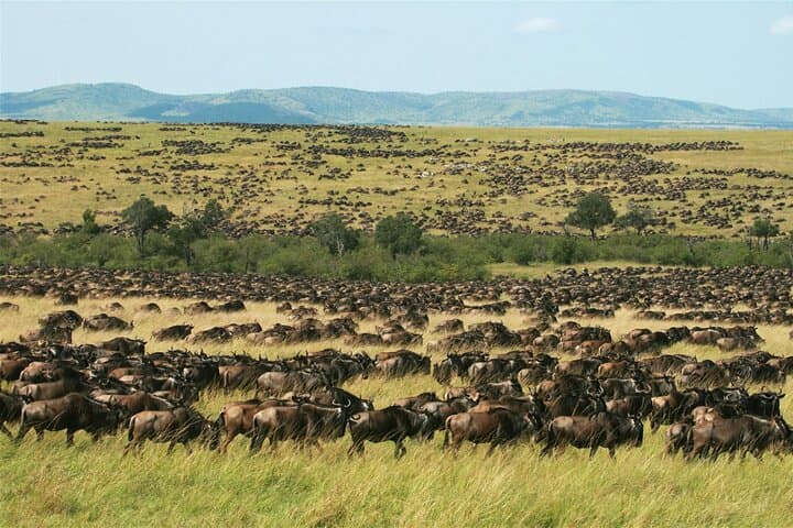 5-Day Masai Mara, Nakuru & Naivasha Budget Safari — Big Five to Flamingo Shores photo 5