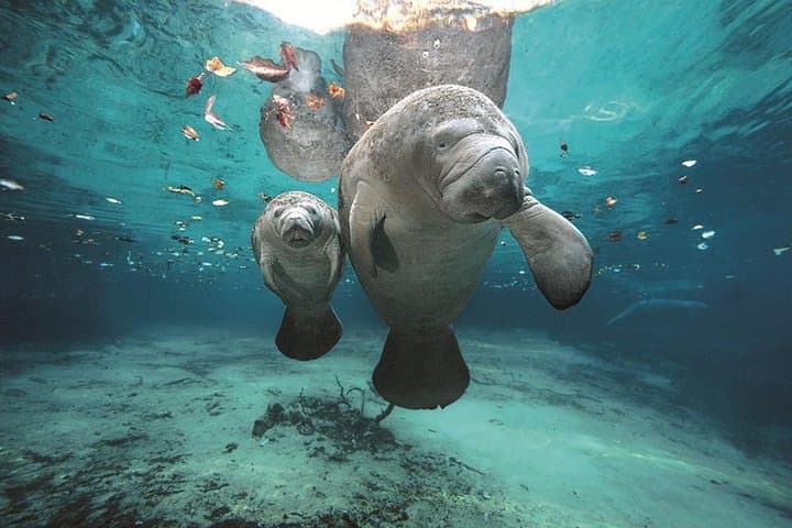 Abu Dabbab Dugong Bay Snorkeling Tour — Marsa Alam Red Sea photo 2