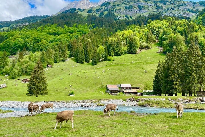 Private Swiss Farm & Appenzell Alps Day Tour from Zurich photo 4