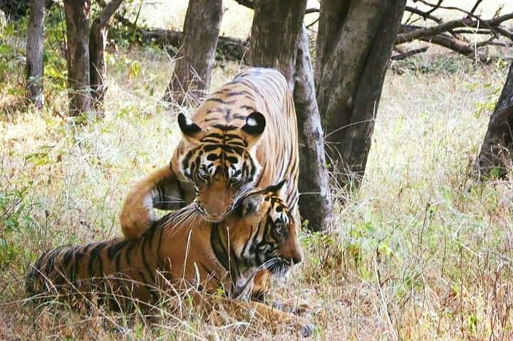 Private Day Trip to Ranthambore National Park from Jaipur — Safari, Wildlife & Practical Guide photo 2