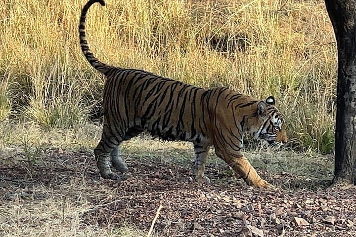 Private Day Trip to Ranthambore National Park from Jaipur — Safari, Wildlife & Practical Guide photo 3