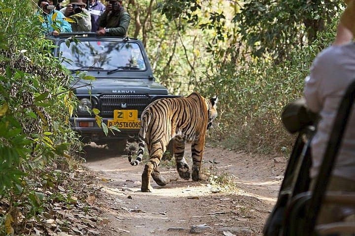Private Day Trip to Ranthambore National Park from Jaipur — Safari, Wildlife & Practical Guide photo 1