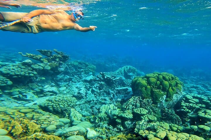 Blue Parrot Snorkel Sail Aruba: Private 4-Hour Charter with 4-Course Meal & Snorkeling photo 3