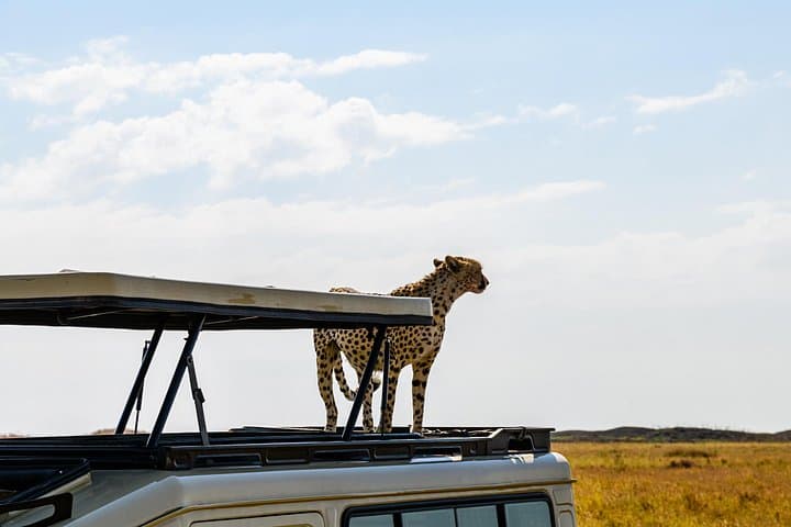 3-Day Serengeti and Ngorongoro Camping Safari: Private Guided Wildlife Experience photo 2