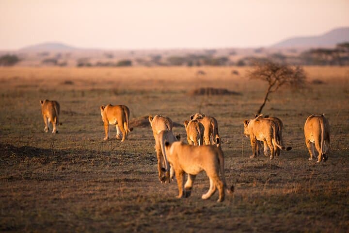 2-Day Tanzania Safari Extension After Kilimanjaro: Tarangire & Ngorongoro Crater photo 3