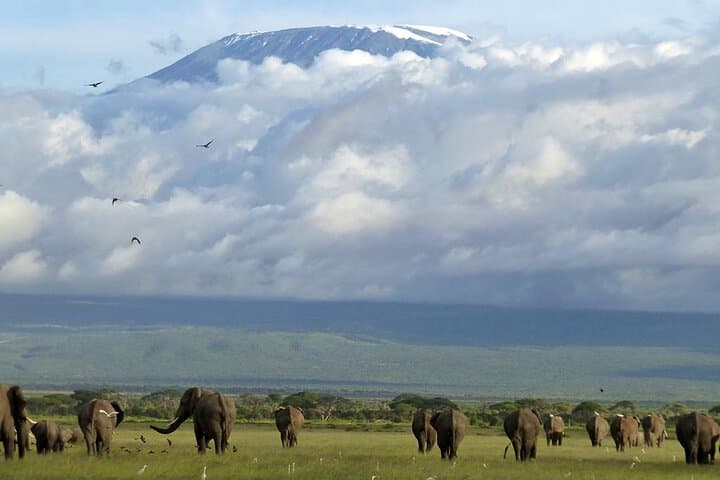 7-Day Kenya Safari: Masai Mara, Nakuru, Naivasha & Amboseli Private Tour photo 2