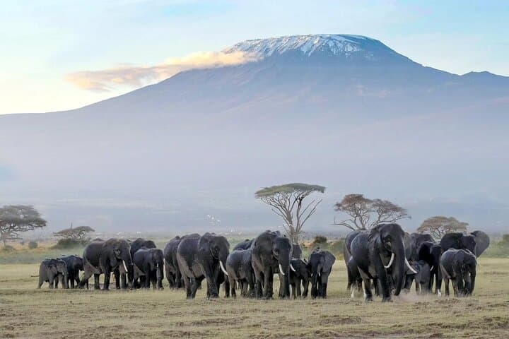 7-Day Kenya Safari: Masai Mara, Nakuru, Naivasha & Amboseli Private Tour photo 3