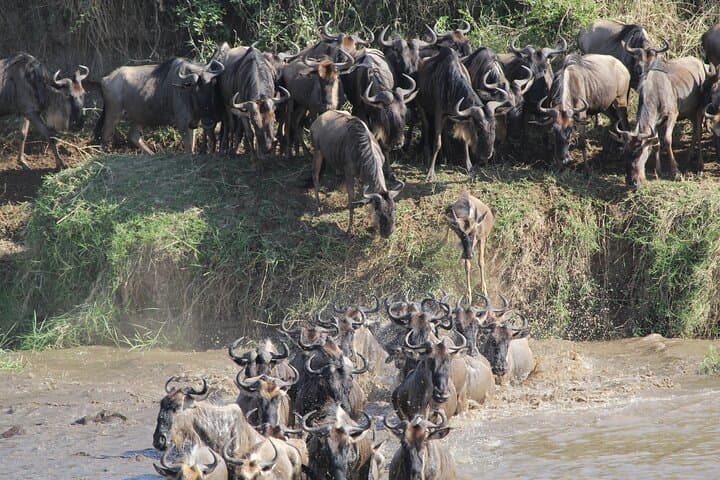 7-Day Private Wildebeest Great Migration Safari from Arusha — Serengeti, Ngorongoro & Tarangire