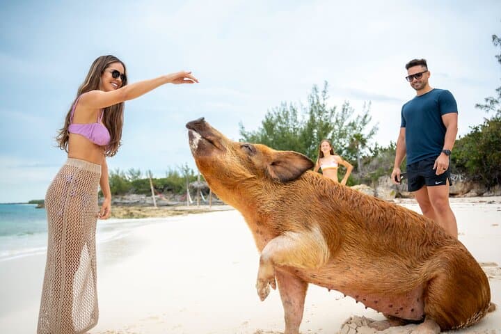 Rose Island Day Trip — Swimming Pigs, Snorkel & Sandy Toes Beach photo 2