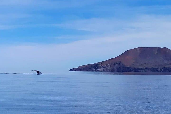 Blue Whale Watching in Loreto: Small-Boat Wildlife Safari in Loreto Bay photo 2