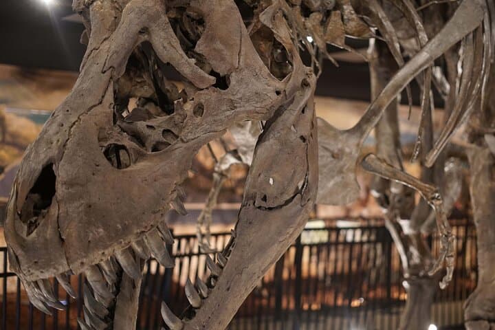 Dinosaur World Plant City: Outdoor Family Dino Park Near Tampa photo 6