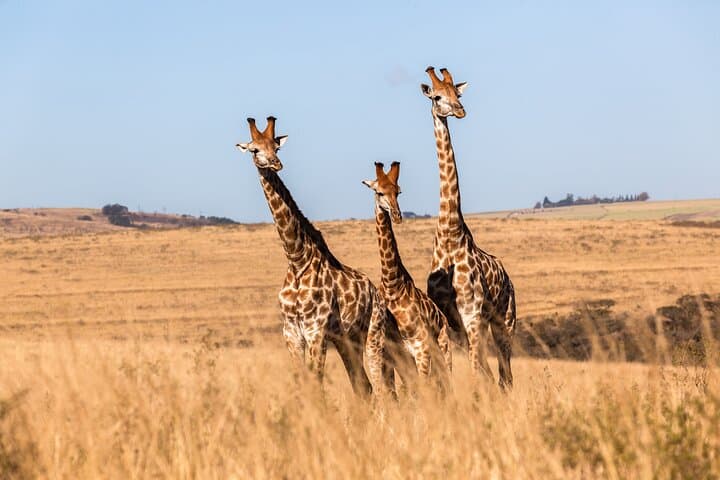 2-Day Tanzania Safari Extension After Kilimanjaro: Tarangire & Ngorongoro Crater photo 2