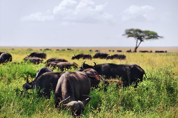 2-Day Tanzania Safari Extension After Kilimanjaro: Tarangire & Ngorongoro Crater