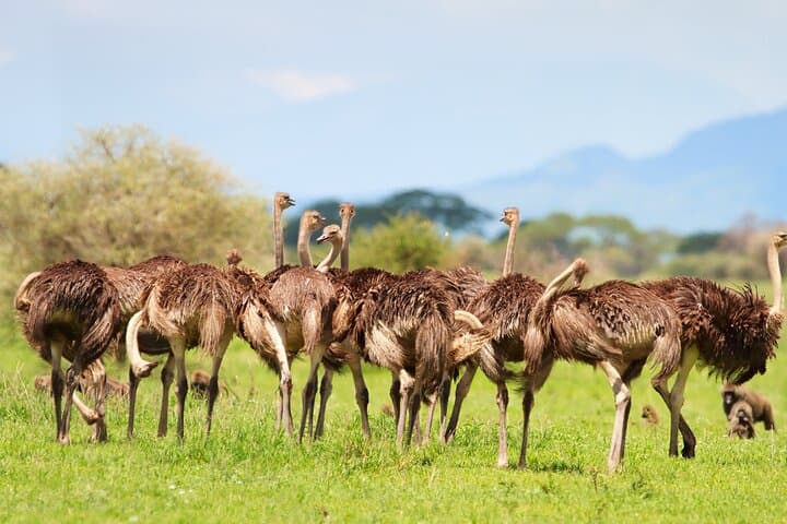 2-Day Tanzania Safari Extension After Kilimanjaro: Tarangire & Ngorongoro Crater photo 4