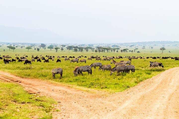 2-Day Tanzania Safari Extension After Kilimanjaro: Tarangire & Ngorongoro Crater photo 5