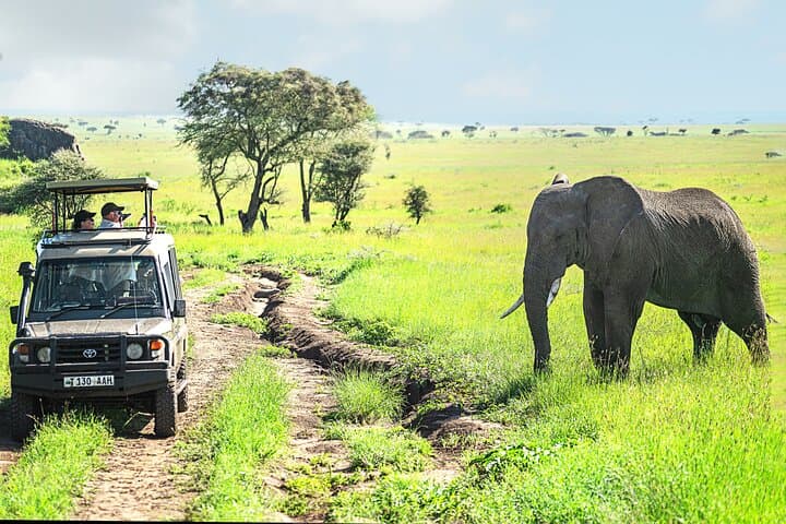 2-Day Tanzania Safari Extension After Kilimanjaro: Tarangire & Ngorongoro Crater photo 6