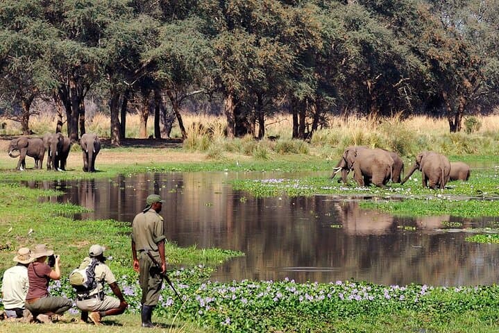 Livingstone Game Drive & Rhino Tracking Safari — 3-Hour Wildlife Experience photo 2