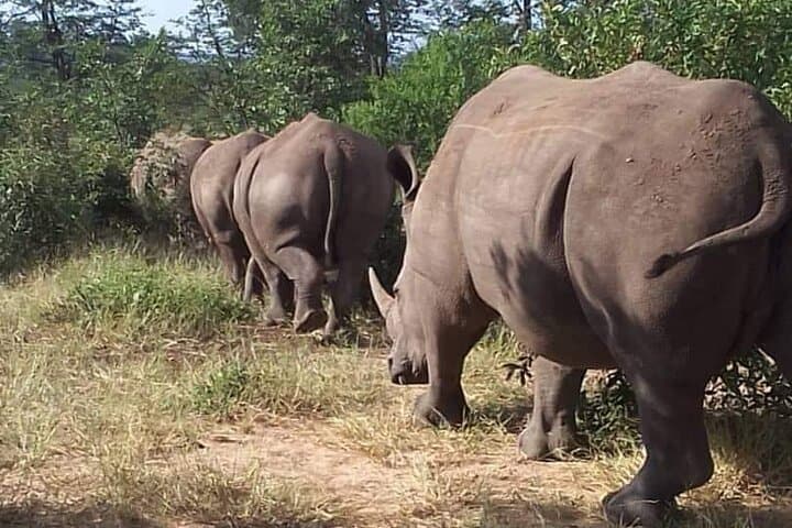 Livingstone Game Drive & Rhino Tracking Safari — 3-Hour Wildlife Experience