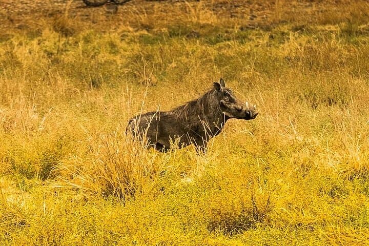 Livingstone Game Drive & Rhino Tracking Safari — 3-Hour Wildlife Experience photo 4