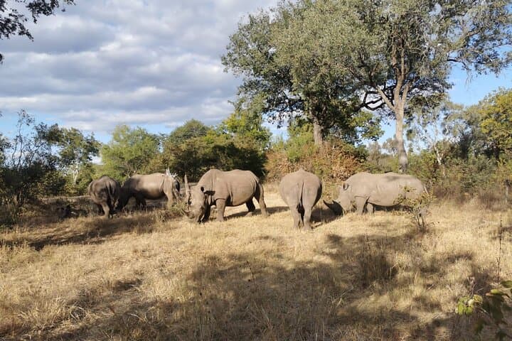 Livingstone Game Drive & Rhino Tracking Safari — 3-Hour Wildlife Experience photo 5