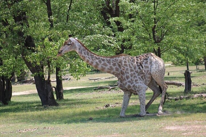 Livingstone Game Drive & Rhino Tracking Safari — 3-Hour Wildlife Experience photo 6