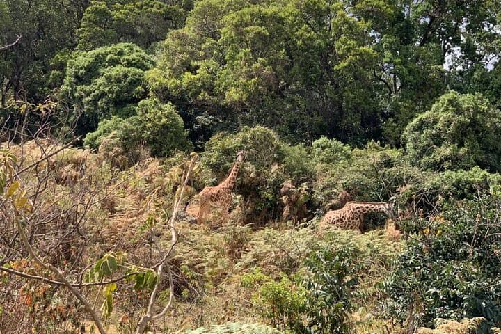 Mount Meru in Four Days: Summit Sunrise Trek from Arusha photo 4