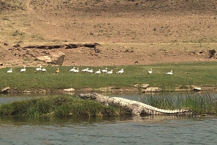 Gwalior to Morena Gharial Eco Park Day Trip: Watch Hatchling Gharials and Tortoises photo 5