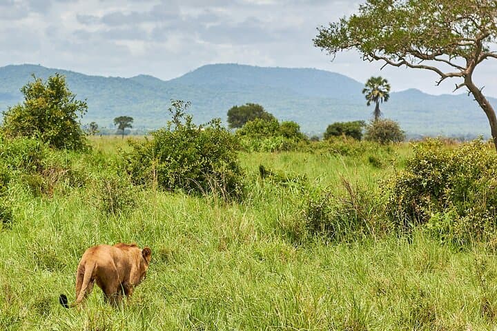 2-Day Private Mikumi Safari: Lions, Elephants & Giraffe from Dar es Salaam photo 3