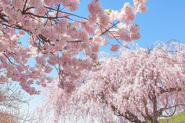 Cherry Blossom Hunting from Seoul: Full-Day Guide to Korea's Pink Trails photo 2
