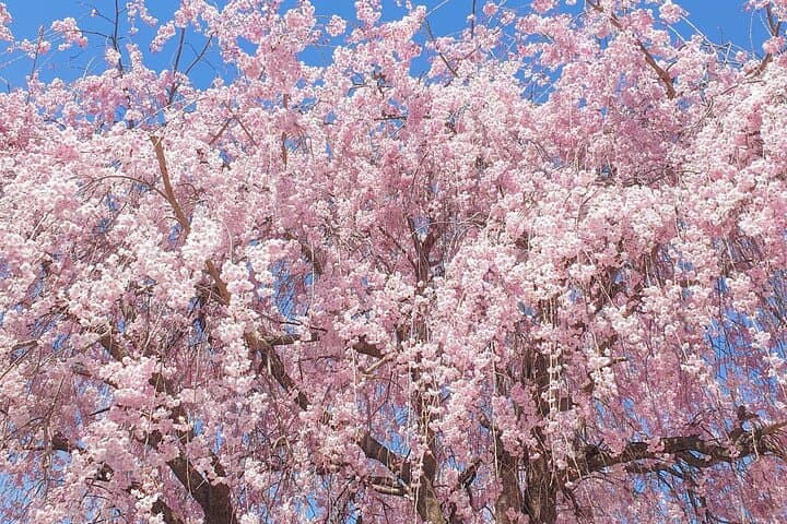 Cherry Blossom Hunting from Seoul: Full-Day Guide to Korea's Pink Trails photo 3