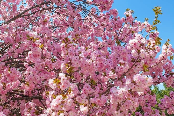 Cherry Blossom Hunting from Seoul: Full-Day Guide to Korea's Pink Trails photo 4