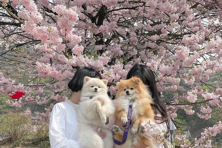 Cherry Blossom Hunting from Seoul: Full-Day Guide to Korea's Pink Trails photo 5
