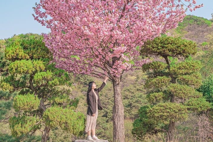 Cherry Blossom Hunting from Seoul: Full-Day Guide to Korea's Pink Trails photo 6