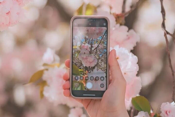 Cherry Blossom Hunting from Seoul: Full-Day Guide to Korea's Pink Trails