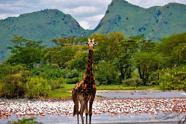 Prehistoric Shores and Sleeping Warrior: 2-Day Elementaita, Soysambu & Kariandusi Safari photo 3