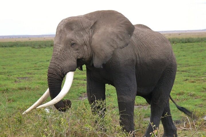 Amboseli Day Safari — Elephant Herds & Kilimanjaro Views photo 3